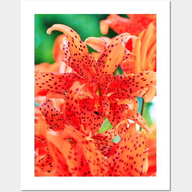 Display of Speckled Orange Tiger Lilies Wall Art by Shell Photo & Design